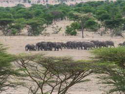 Bologonja_Seronera2009-25